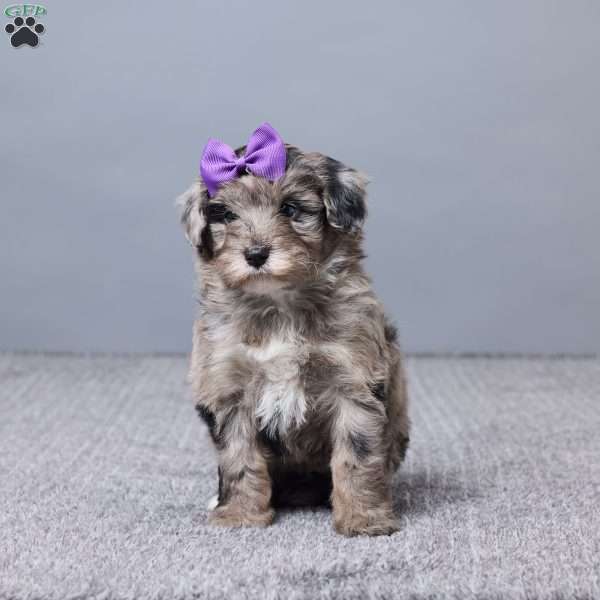 Adek, Mini Sheepadoodle Puppy
